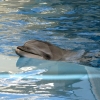 Анапский дельфинарий на Пионерском проспекте
