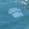 Медуза Черного моря