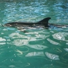 В Геленджикском дельфинарии
