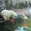 В Московском зоопарке
