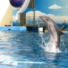 Анапский дельфинарий на Пионерском проспекте