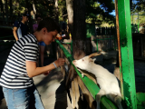 Геленджик, контактный зоопарк в парке Олимп