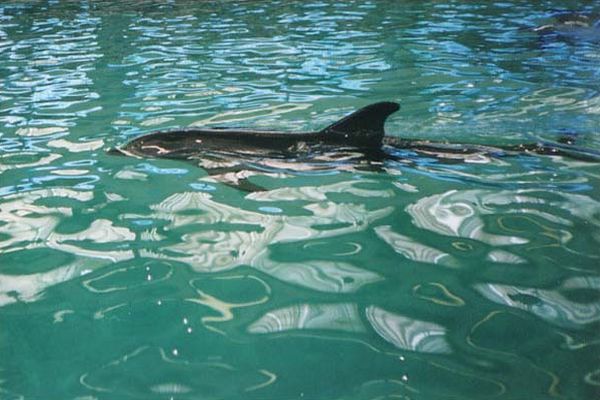 В Геленджикском дельфинарии