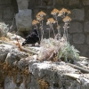 Дубровник, на стенах крепости Старого города