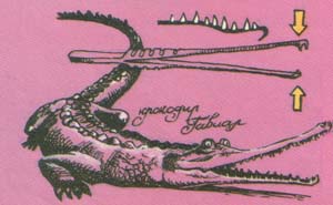 Крокодил-гавиал