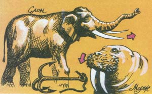 Слон и морж