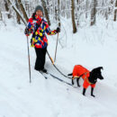 С собакой на лыжах