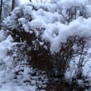 Зимние прогулки