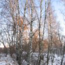 Зимние прогулки